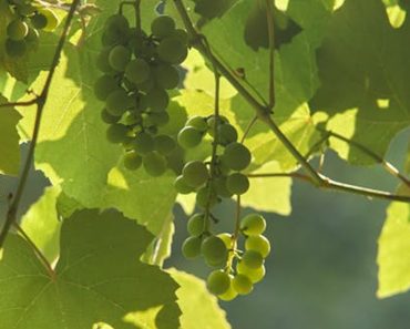 Distanța față de gardul vecinului la care poate fi plantată vița de vie. Ce spune legea