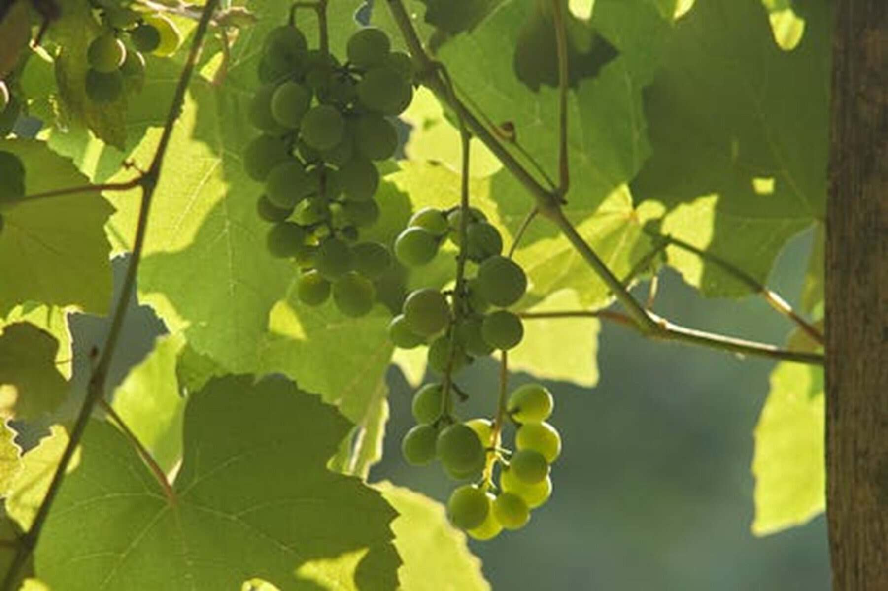 Distanța față de gardul vecinului la care poate fi plantată vița de vie. Ce spune legea
