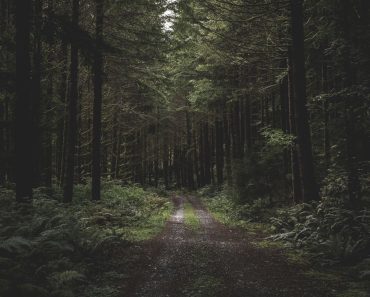 Cum au fost prinși părinții acuzați că și-au abandonat copiii într-o pădure din Portugalia