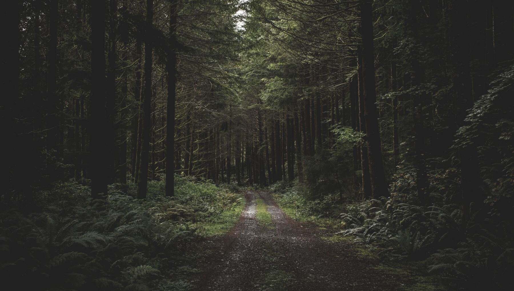 Cum au fost prinși părinții acuzați că și-au abandonat copiii într-o pădure din Portugalia Cum au fost prinși părinții acuzați că și-au abandonat copiii într-o pădure din Portugalia