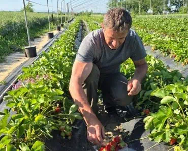 Ferma lui nea Marian care atrage sute de vizitatori. Un fruct obișnuit i-a adus succesul: „Nu am mărit prețul, așa că oricine își permite”