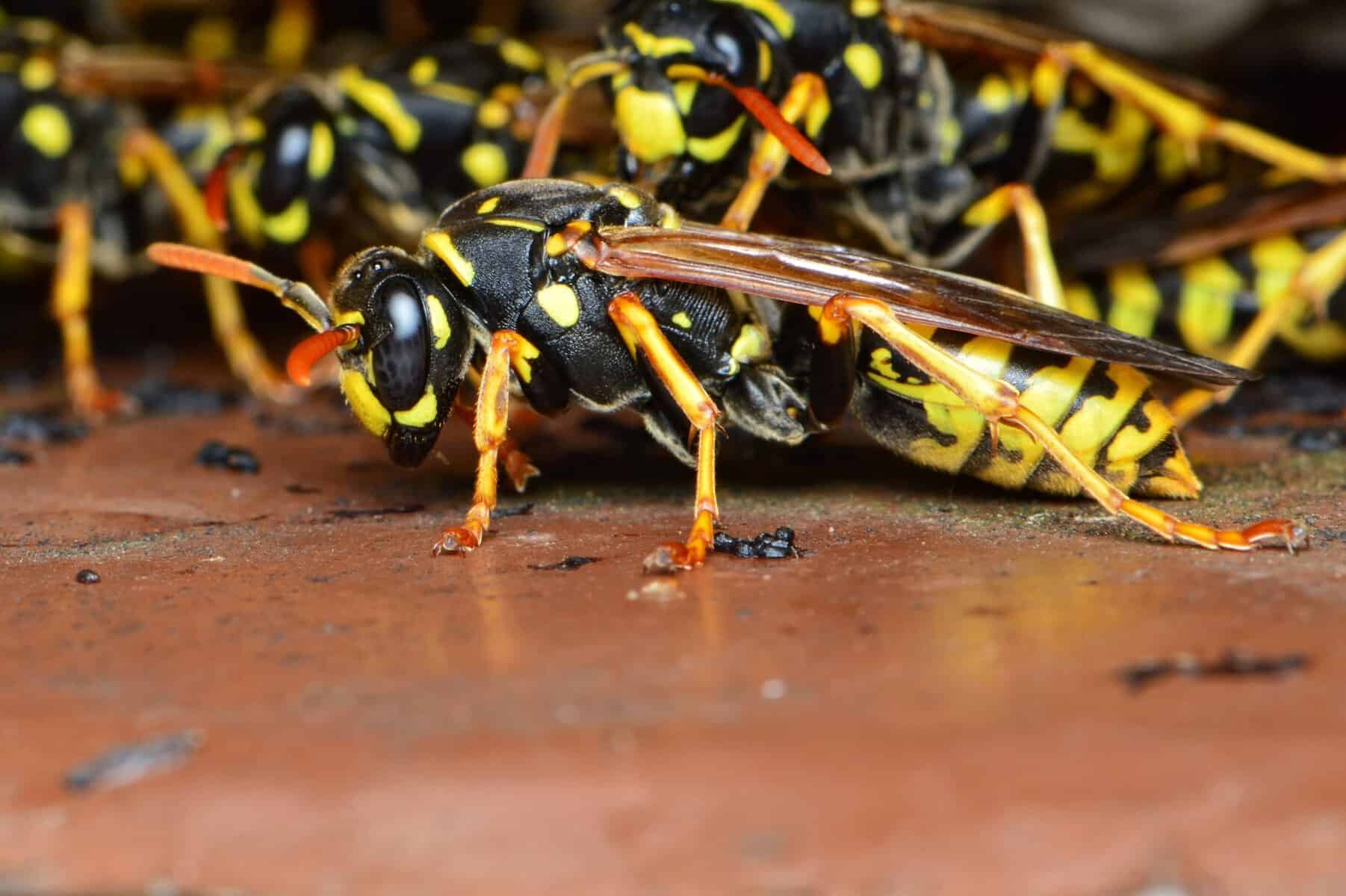 Ce trebuie să faci în această perioadă ca să nu te invadeze viespile vara. Trucurile simple recomandate de specialiști Ce trebuie să faci în această perioadă ca să nu te invadeze viespile vara. Trucurile simple recomandate de specialiști