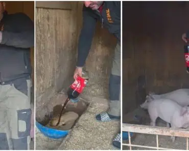 Fermierul care și-a pus porcii să bea Coca-Cola. Motivul i-a surprins pe mulți Fermierul care și-a pus porcii să bea Coca-Cola. Motivul i-a surprins pe mulți