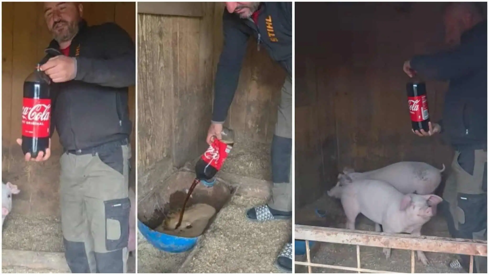 Fermierul care și-a pus porcii să bea Coca-Cola. Motivul i-a surprins pe mulți Fermierul care și-a pus porcii să bea Coca-Cola. Motivul i-a surprins pe mulți