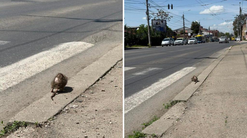 „Republica de sub șobolani”: În timp ce Primăria ocupă centrul cu drifturi și festivaluri, rozătoarele au pus stăpânire pe trotuarele Ploieștiului