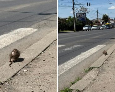 „Republica de sub șobolani”: În timp ce Primăria ocupă centrul cu drifturi și festivaluri, rozătoarele au pus stăpânire pe trotuarele Ploieștiului