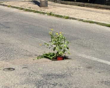 FOTO: Au înflorit gropile! Aici odihnește #PloieștiulCelViu! FOTO: Au înflorit gropile! Aici odihnește #PloieștiulCelViu!
