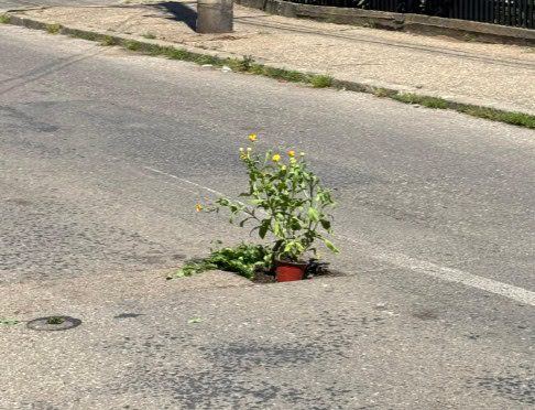 FOTO: Au înflorit gropile! Aici odihnește #PloieștiulCelViu! FOTO: Au înflorit gropile! Aici odihnește #PloieștiulCelViu!