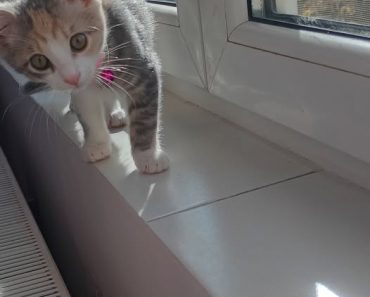 Pisicuță pierdută în Ploiești, zona Nord