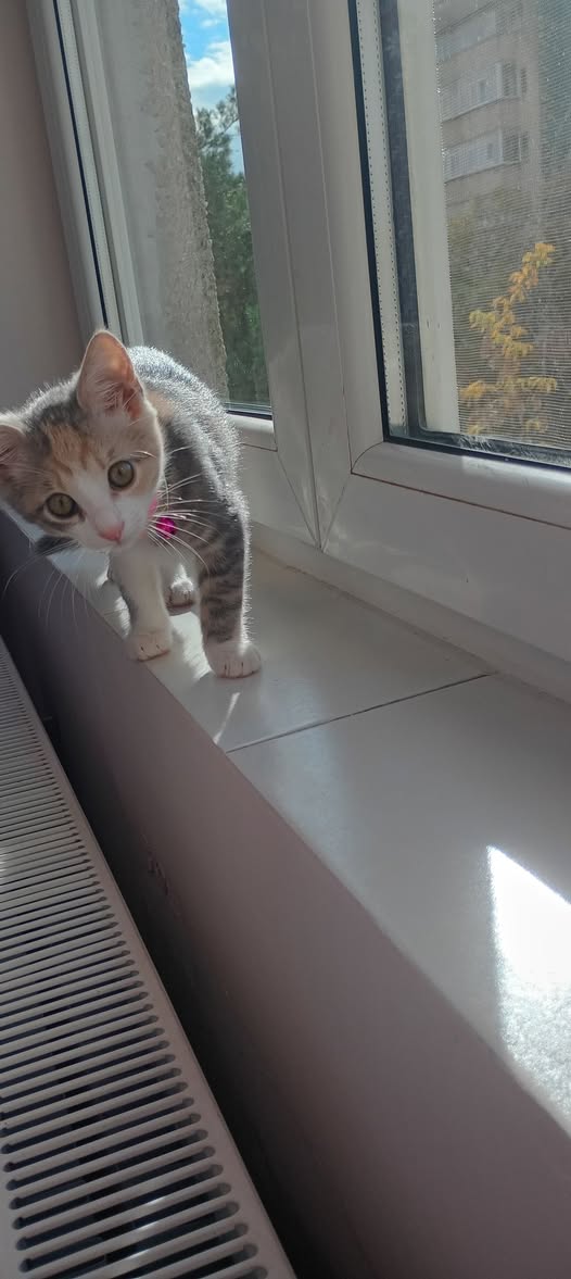 Pisicuță pierdută în Ploiești, zona Nord