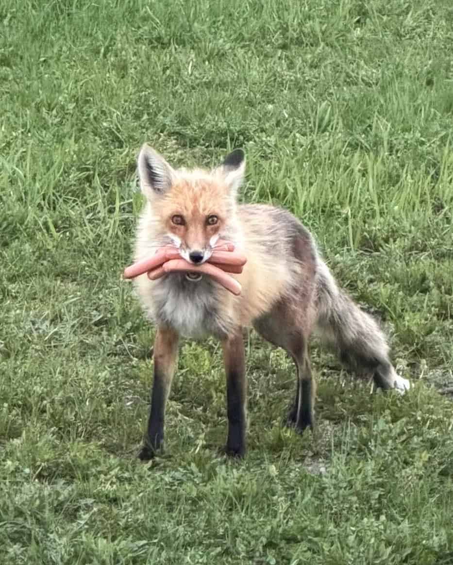Imagini savuroase! Vulpe șireată, prinsă în timp ce fura hotdogi Imagini savuroase! Vulpe șireată, prinsă în timp ce fura hotdogi