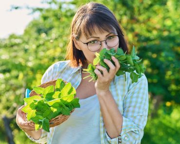 Cum se usucă corect menta pentru iarnă. Cele mai eficiente metode pentru a păstra aroma și proprietățile plantei