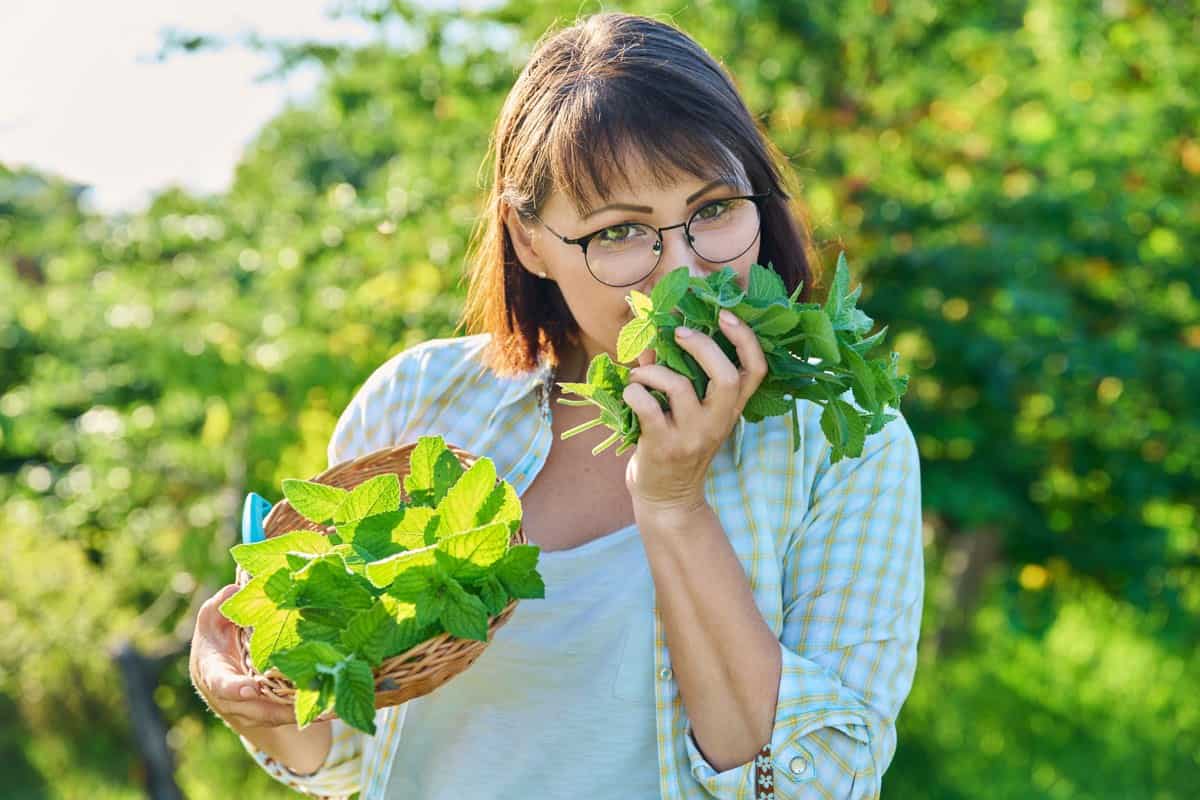 Cum se usucă corect menta pentru iarnă. Cele mai eficiente metode pentru a păstra aroma și proprietățile plantei Cum se usucă corect menta pentru iarnă. Cele mai eficiente metode pentru a păstra aroma și proprietățile plantei