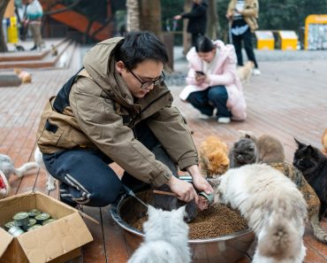 Poftiți în parcul pisicilor fără stăpân! Peste 600 de feline au fost salvate și aduse aici Poftiți în parcul pisicilor fără stăpân! Peste 600 de feline au fost salvate și aduse aici
