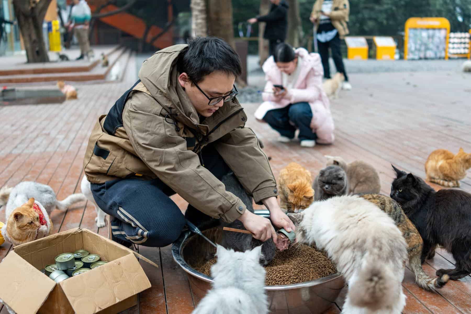Poftiți în parcul pisicilor fără stăpân! Peste 600 de feline au fost salvate și aduse aici