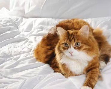 Motivul pentru care pisicile aleg să doarmă la picioarele stăpânului. Un expert în comportamentul felinelor explică semnificația acestui gest Motivul pentru care pisicile aleg să doarmă la picioarele stăpânului. Un expert în comportamentul felinelor explică semnificația acestui gest
