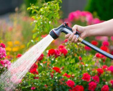 Scapă de țânțari și muște în mod natural. Plantele care îți protejează curtea și balconul