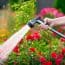 Scapă de țânțari și muște în mod natural. Plantele care îți protejează curtea și balconul