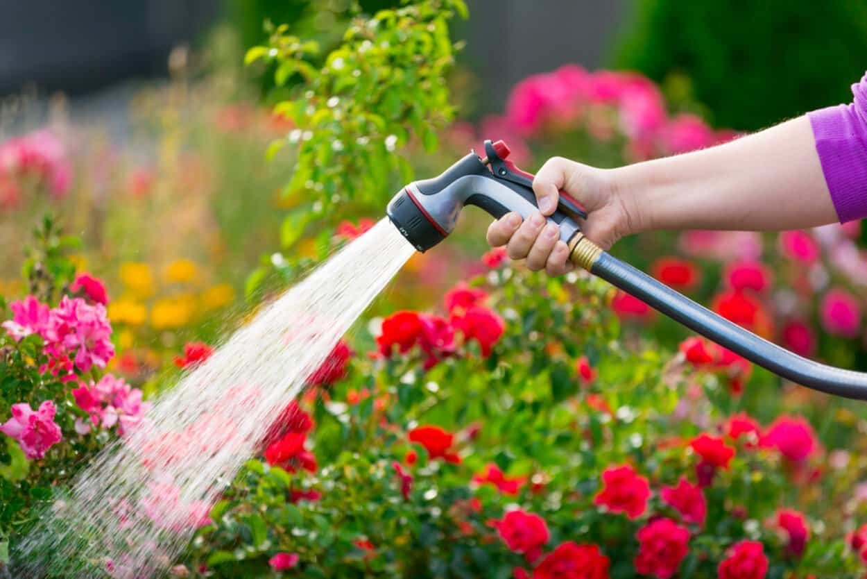 Scapă de țânțari și muște în mod natural. Plantele care îți protejează curtea și balconul Scapă de țânțari și muște în mod natural. Plantele care îți protejează curtea și balconul