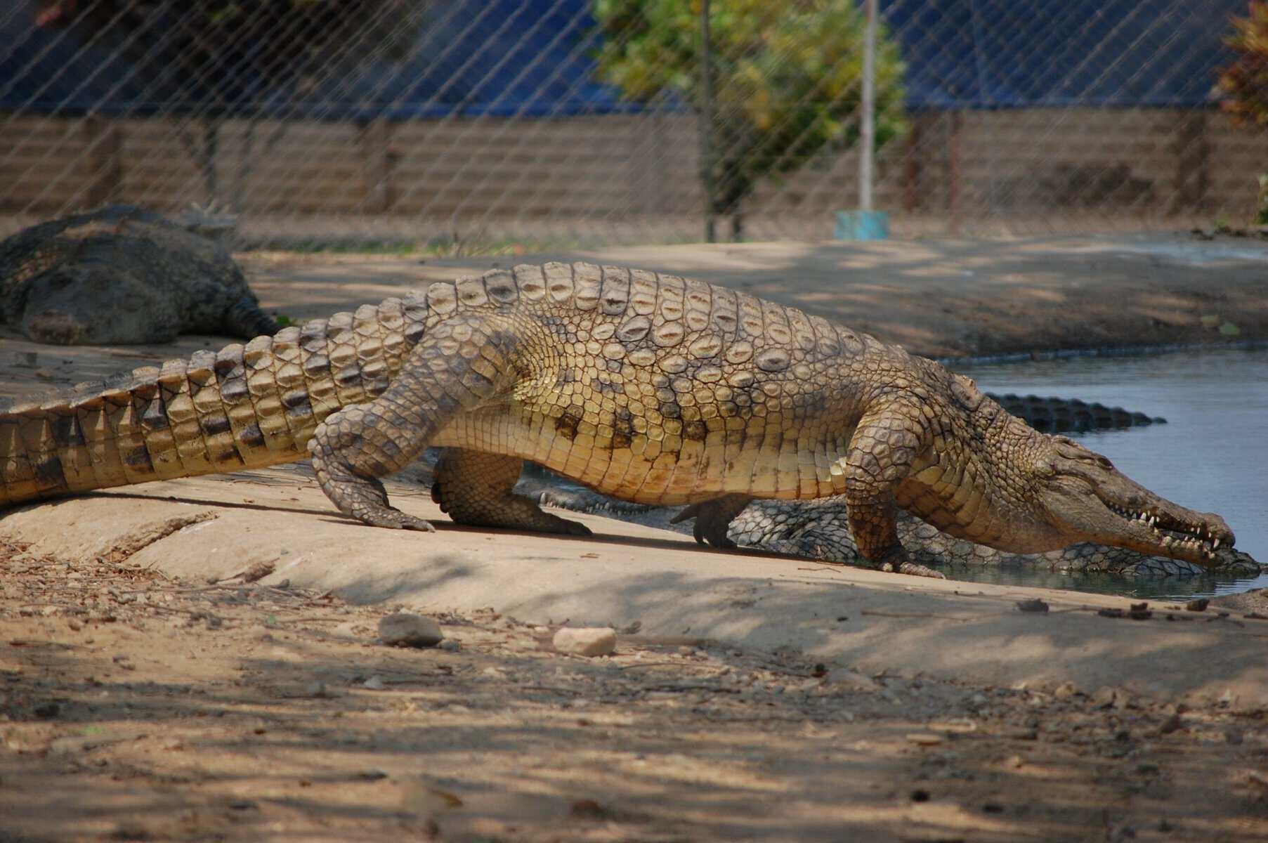 Un copil de 3 ani a fost aruncat în țarcul cu crocodili de la o grădină zoologică din Marea Britanie