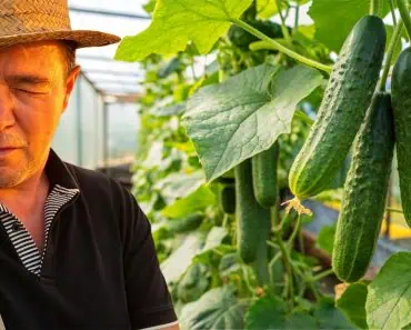 Vărul Săndel, mândru de producția de castraveți: „Pune mâna pe sapă, și hai!”