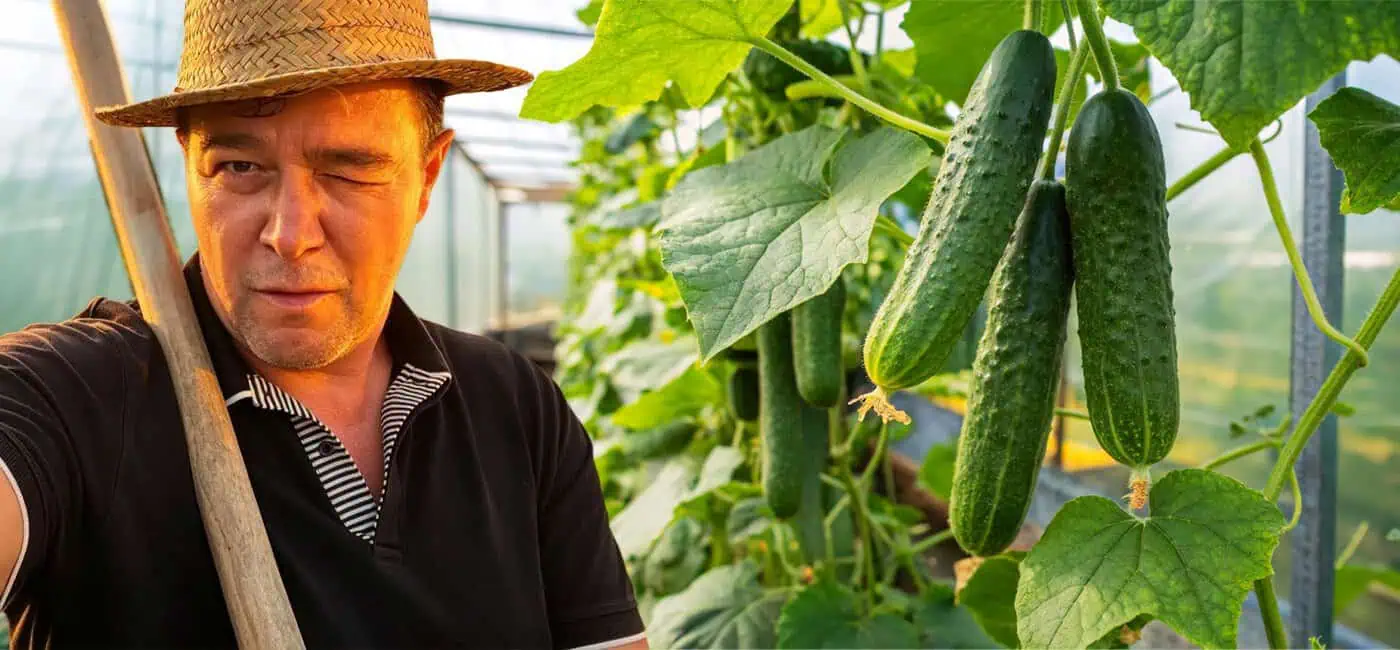 Vărul Săndel, mândru de producția de castraveți: „Pune mâna pe sapă, și hai!” Vărul Săndel, mândru de producția de castraveți: „Pune mâna pe sapă, și hai!”