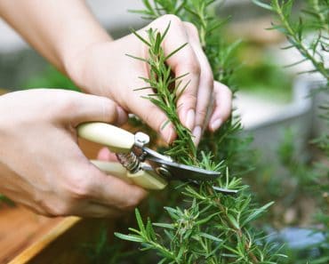 Planta aromatică asociată cu îmbunătățirea memoriei și reducerea stresului. Specialiștii explică beneficiile multiple pentru organism