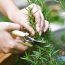 Planta aromatică asociată cu îmbunătățirea memoriei și reducerea stresului. Specialiștii explică beneficiile multiple pentru organism
