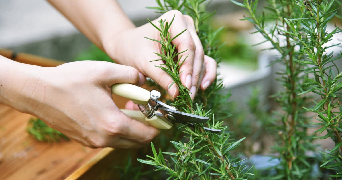 Planta aromatică asociată cu îmbunătățirea memoriei și reducerea stresului. Specialiștii explică beneficiile multiple pentru organism