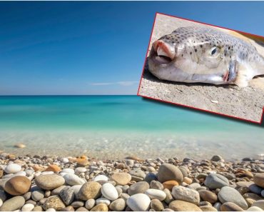 Cum arată mușcătura peștelui-iepure. Fotografia postată de o vedetă din România, care a fost în vacanță în Grecia