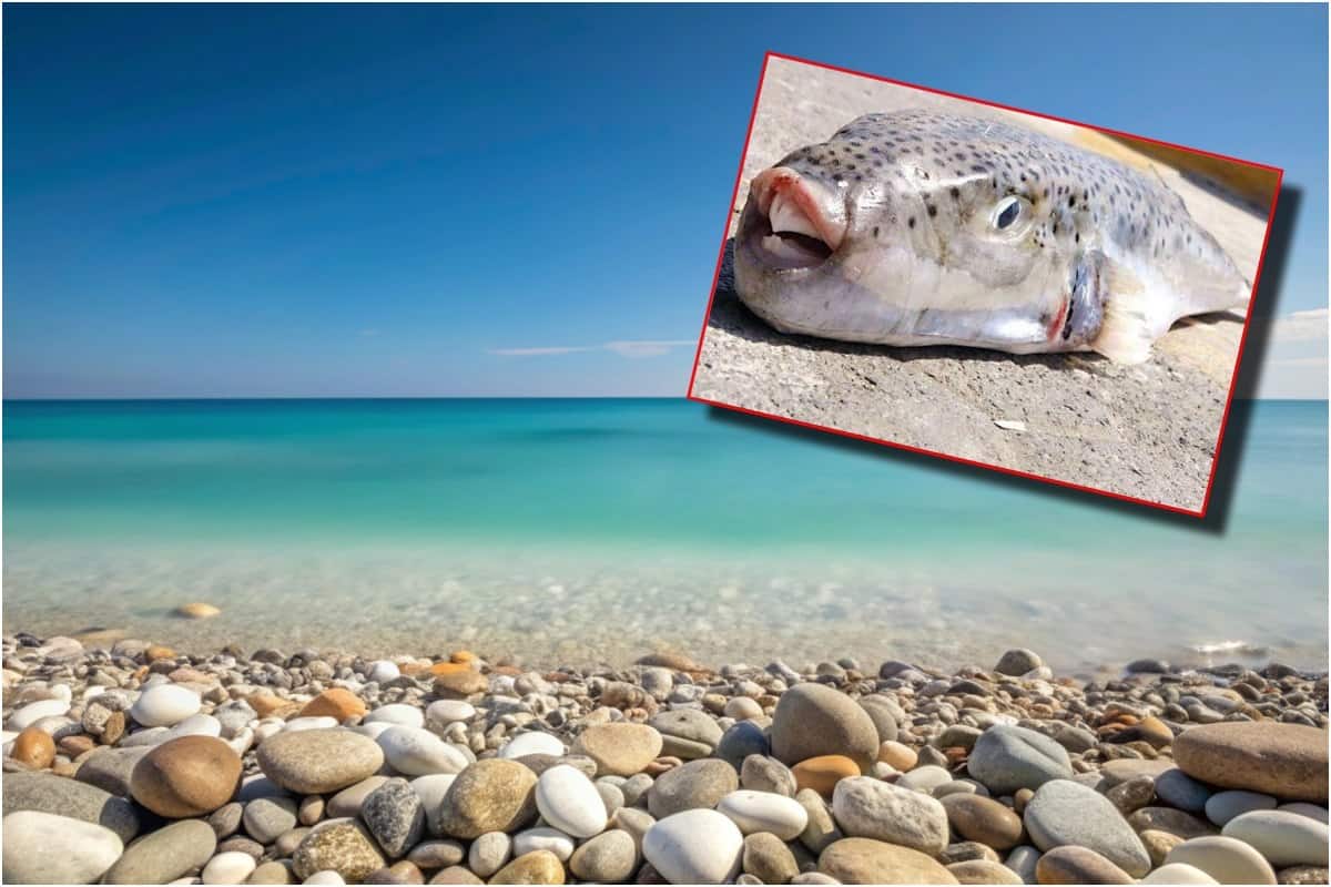 Cum arată mușcătura peștelui-iepure. Fotografia postată de o vedetă din România, care a fost în vacanță în Grecia
