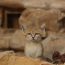 O filmare banală a rezolvat un mister vechi de zeci de ani. Descoperire incredibilă în Libia