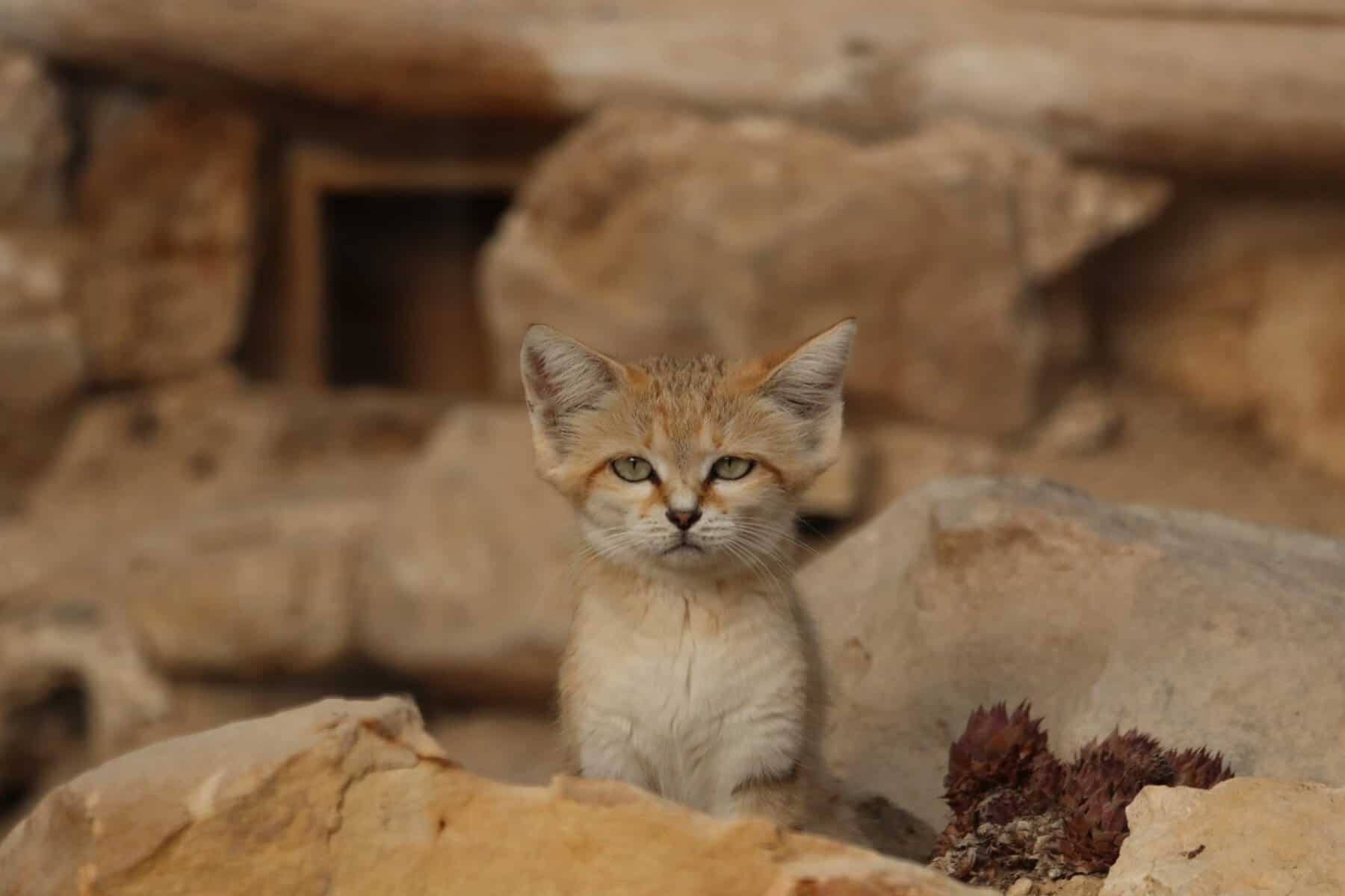 O filmare banală a rezolvat un mister vechi de zeci de ani. Descoperire incredibilă în Libia