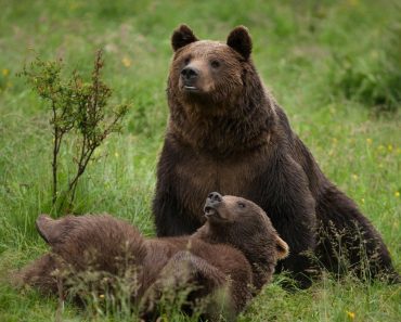 Moment tensionat pentru un român care se plimba prin pădure. Urșii au urcat după el într-un copac