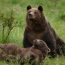 Moment tensionat pentru un român care se plimba prin pădure. Urșii au urcat după el într-un copac