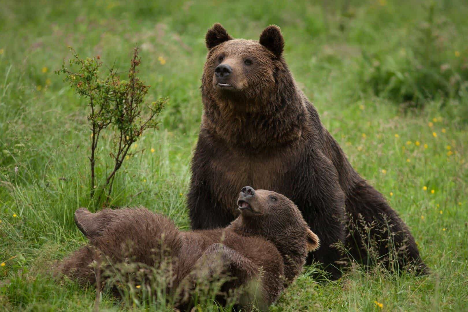 Moment tensionat pentru un român care se plimba prin pădure. Urșii au urcat după el într-un copac