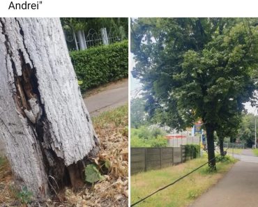 Alertă maximă pe strada Andrei Mureșanu: Un copac complet putrezit stă să cadă FIX pe o trecere de pietoni! Domnule Polițeanu, mai lăsați Facebook-ul?