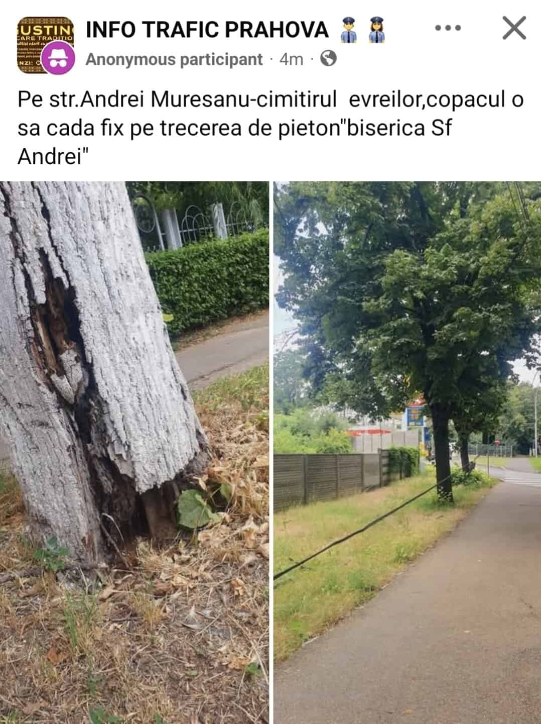 Alertă maximă pe strada Andrei Mureșanu: Un copac complet putrezit stă să cadă FIX pe o trecere de pietoni! Domnule Polițeanu, mai lăsați Facebook-ul?