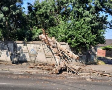 ORAȘUL SE DEZINTEGREAZĂ LA PROPRIU! Copac putrezit prăbușit peste cablurile electrice pe strada Torcători. Ploieștenii, la un pas de moarte în timp ce Polițeanu se ceartă pe Facebook!