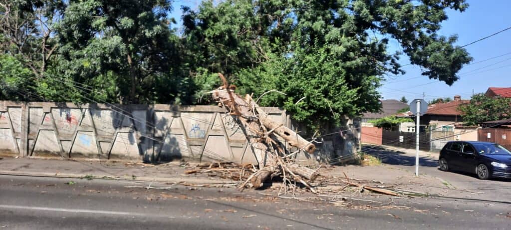 ORAȘUL SE DEZINTEGREAZĂ LA PROPRIU! Copac putrezit prăbușit peste cablurile electrice pe strada Torcători. Ploieștenii, la un pas de moarte în timp ce Polițeanu se ceartă pe Facebook!