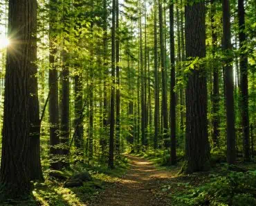 Programul de reîmpădurire al Chinei fascinează pe toată lumea. Motivul pentru care arborii plantați cresc cu 66% mai repede decât cei din pădurile naturale Programul de reîmpădurire al Chinei fascinează pe toată lumea. Motivul pentru care arborii plantați cresc cu 66% mai repede decât cei din pădurile naturale