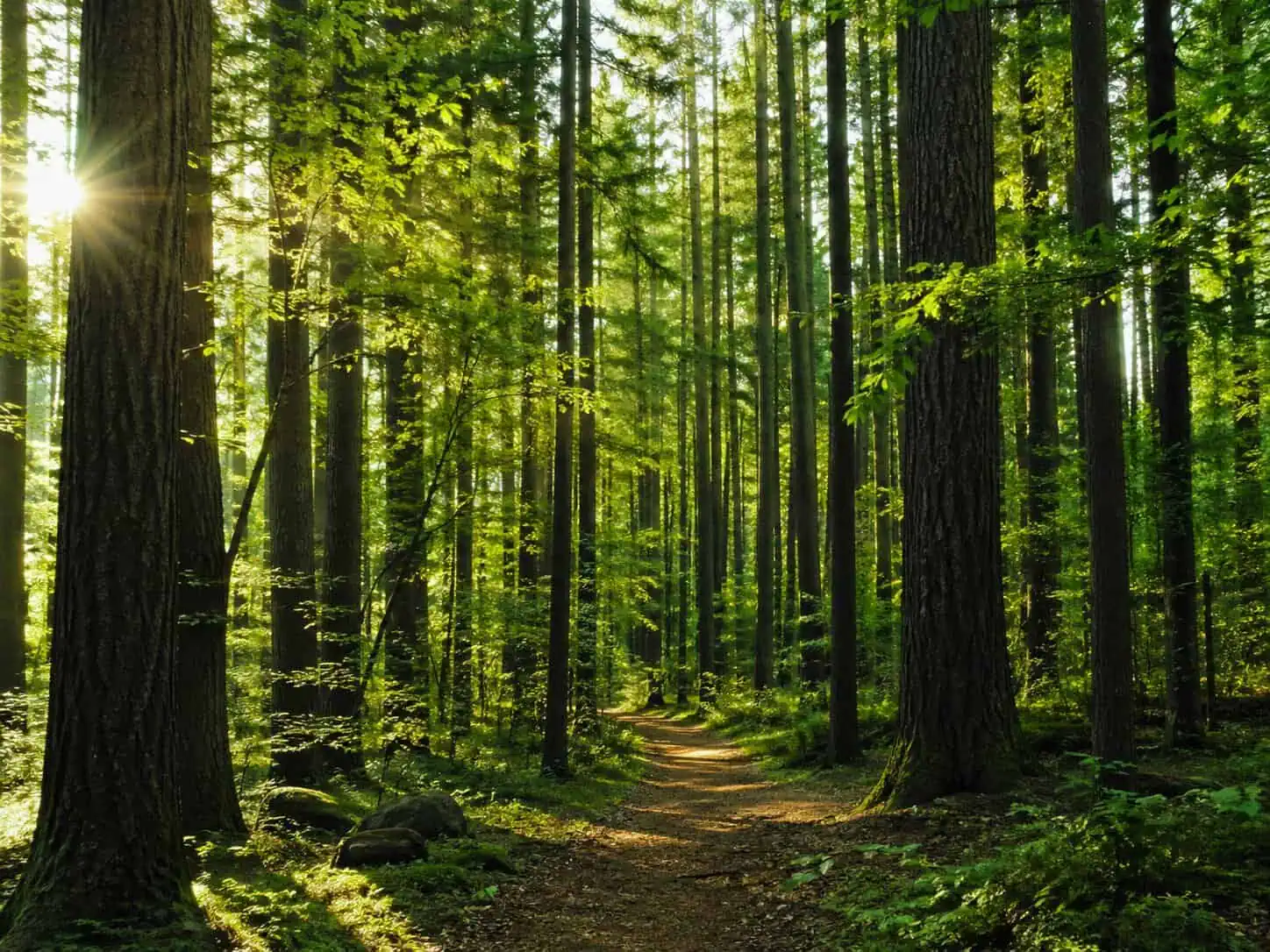 Programul de reîmpădurire al Chinei fascinează pe toată lumea. Motivul pentru care arborii plantați cresc cu 66% mai repede decât cei din pădurile naturale