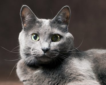 Pisicile faimoase care nu lasă foarte mult păr prin casă. Sunt foarte ușor de îngrijit Pisicile faimoase care nu lasă foarte mult păr prin casă. Sunt foarte ușor de îngrijit