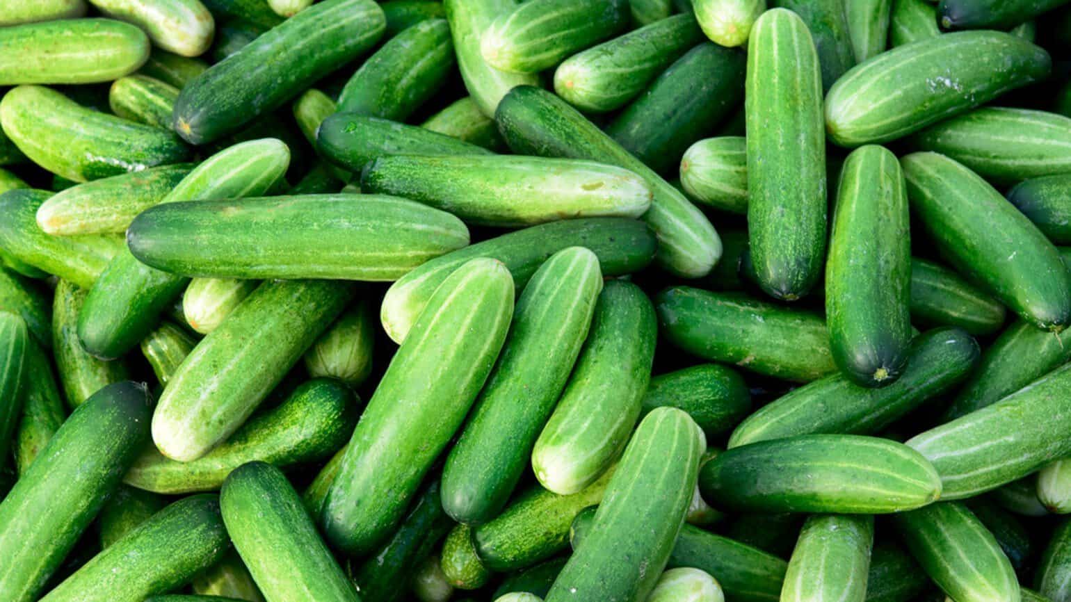 Trucul simplu care menține castraveții crocanți. Ce fac experții ca aceste legume să rămână proaspete și 2 săptămâni Trucul simplu care menține castraveții crocanți. Ce fac experții ca aceste legume să rămână proaspete și 2 săptămâni