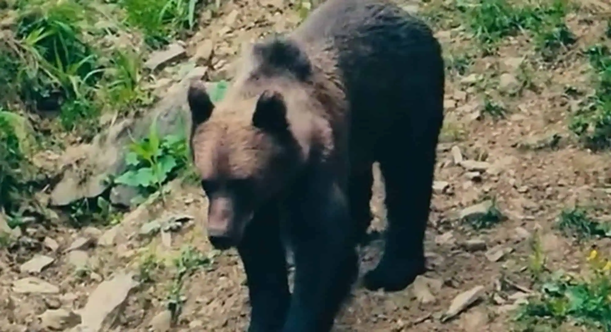 Moment spectaculos surprins de pădurari în Suceava. Un mistreț și un urs, față în față în mijlocul pădurii