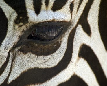 Noua tendință din baruri: „zebra striping”, metoda prin care poți reduce consumul de alcool