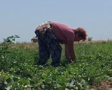 Agricultorii nu mai găsesc oameni care să-i ajute la cules. Cât oferă pentru o zi de muncă: „Lumea e comodă” Agricultorii nu mai găsesc oameni care să-i ajute la cules. Cât oferă pentru o zi de muncă: „Lumea e comodă”