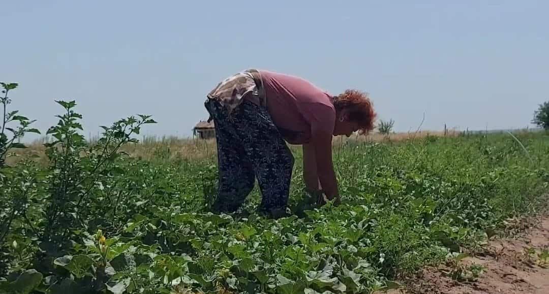 Agricultorii nu mai găsesc oameni care să-i ajute la cules. Cât oferă pentru o zi de muncă: „Lumea e comodă” Agricultorii nu mai găsesc oameni care să-i ajute la cules. Cât oferă pentru o zi de muncă: „Lumea e comodă”