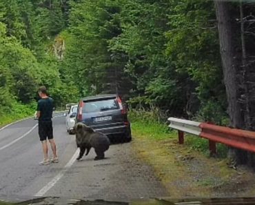 Moment tensionat pe Transfăgărășan. Un urs s-a apropiat la numai câțiva centimetri de un turist