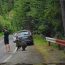 Moment tensionat pe Transfăgărășan. Un urs s-a apropiat la numai câțiva centimetri de un turist